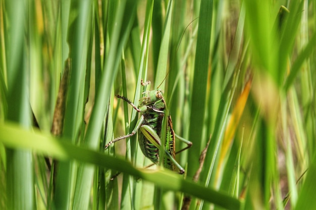 Зеленый кузнечик в траве.