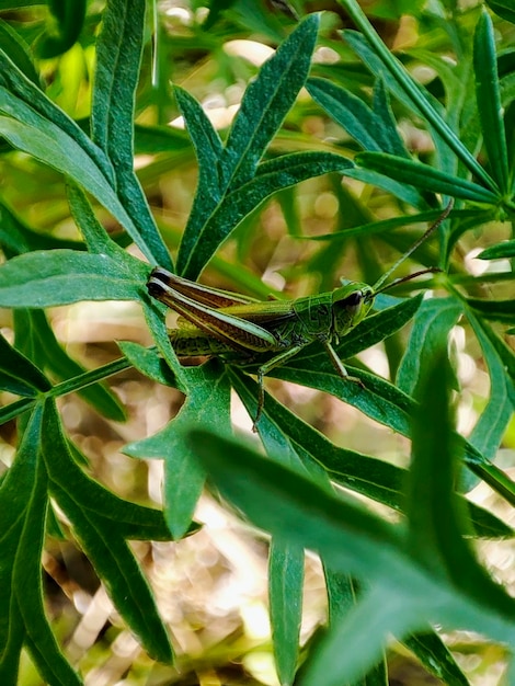 Green grasshopper in the grass