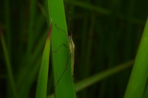 A green grasshopper is sitting on a blade of grass