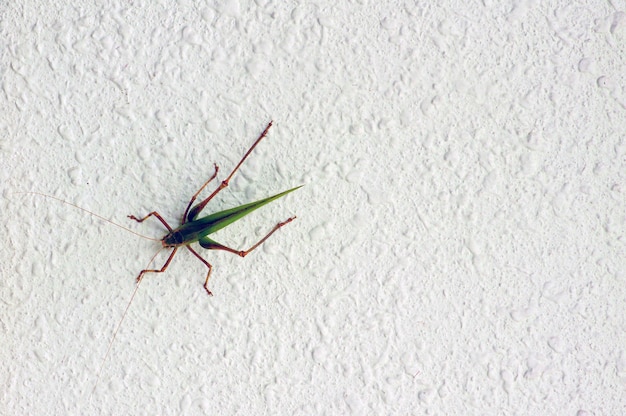 A green grasshopper isolated on the white wall.