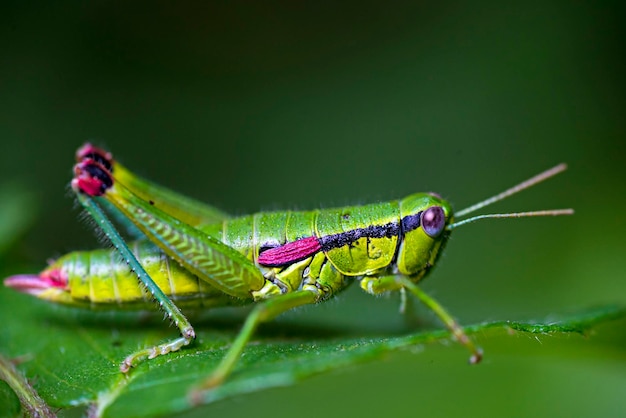 Green grasshopper on a leaf