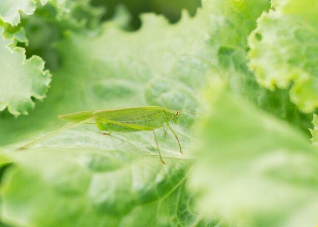 Green grasshopper on the lettuce leaf