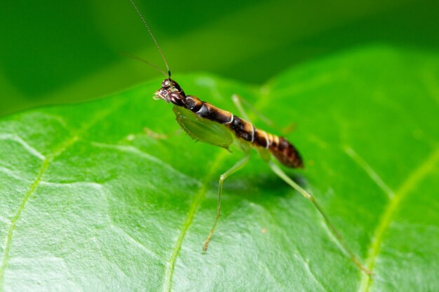 Green Grasshopper Macro