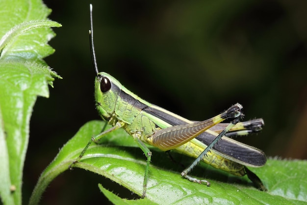 green grasshopper in nature