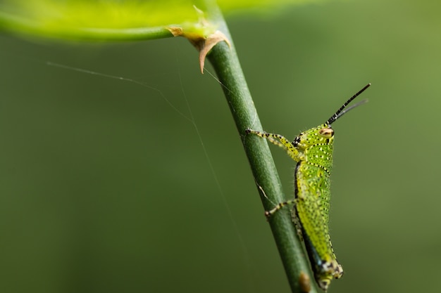 식물에 녹색 메뚜기