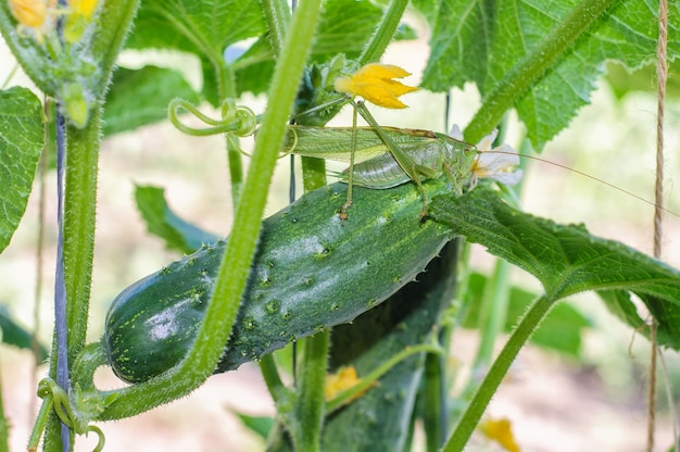 A green grasshopper sits on a cucumber fruit against a background of leaves and flowers a green