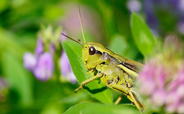 Una cavalletta verde si siede su un fiore nel giardino.