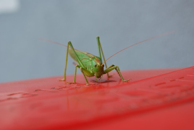 緑のバッタが赤い帽子の上に座ってカメラをのぞき込む