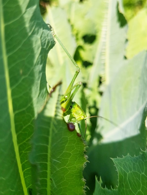 写真 若い緑の葉の草の上に座っている緑のバッタ昆虫の頭の側面図自然の模倣自然の植物の背景太陽光線