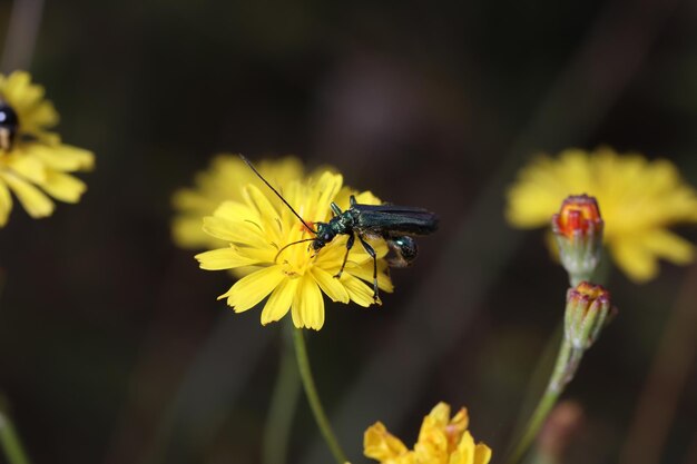 Photo a green grasshopper on a yellow flower