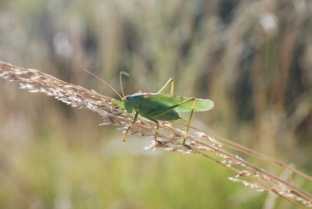 Green grasshopper