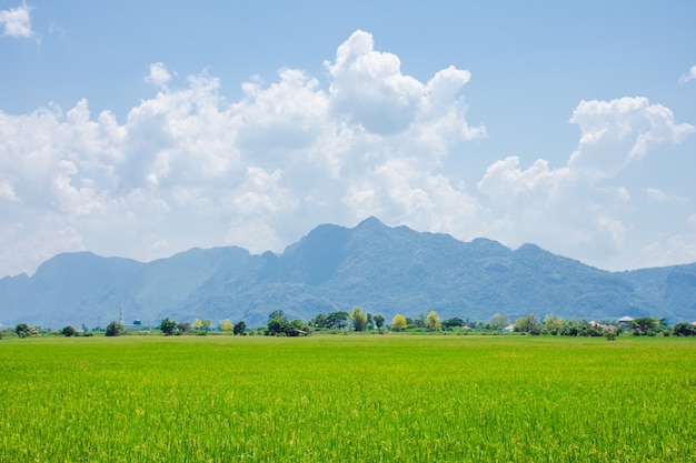 Green grassland blue grass on the farm Sky clouds cloudy backgrounds