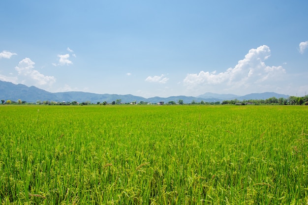 Green grassland blue grass on the farm Sky clouds cloudy backgrounds