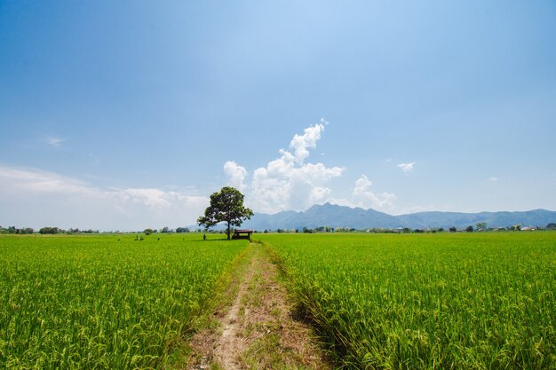 Erba blu del prato verde della fattoria sfondi nuvolosi di nuvole di cielo