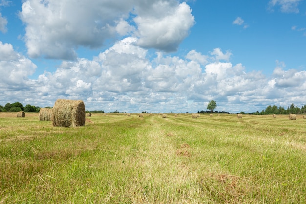 Campo erboso verde e pile di fieno in una soleggiata giornata estiva nel villaggio della russia.