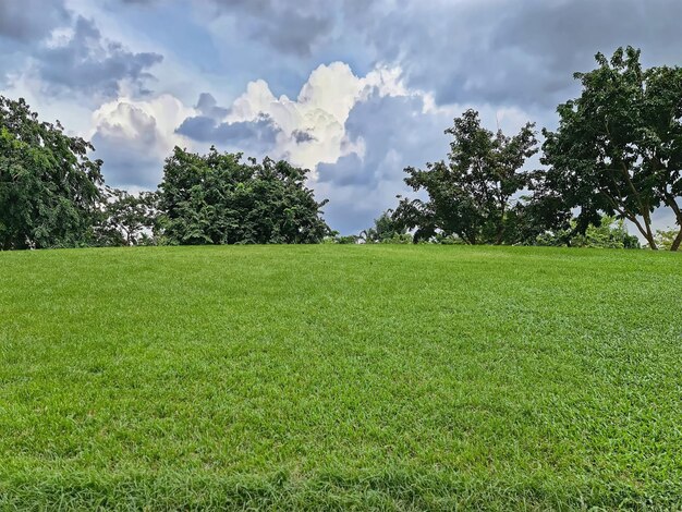 Green grassy hill with trees against dark cloudy sky