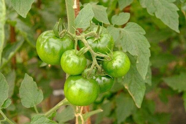 Green greenhouse tomatoes, organic food.