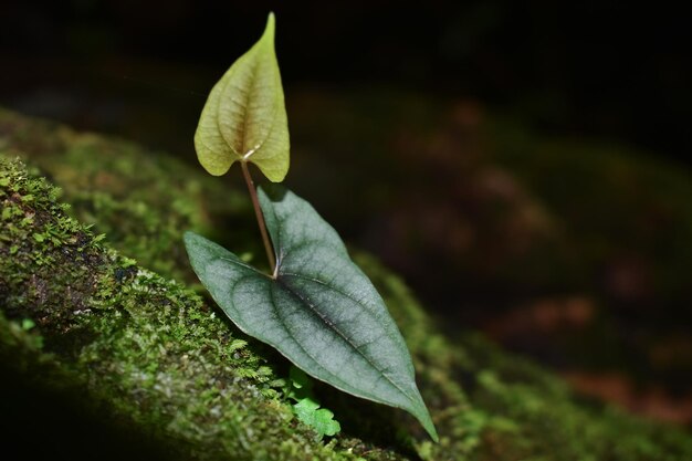 緑のgreenleav自然