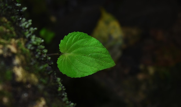 녹색 녹색 잎 자연