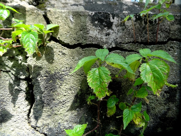 Green and Grey