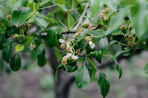나무 클로즈업의 가지에 녹색 성장 사과.