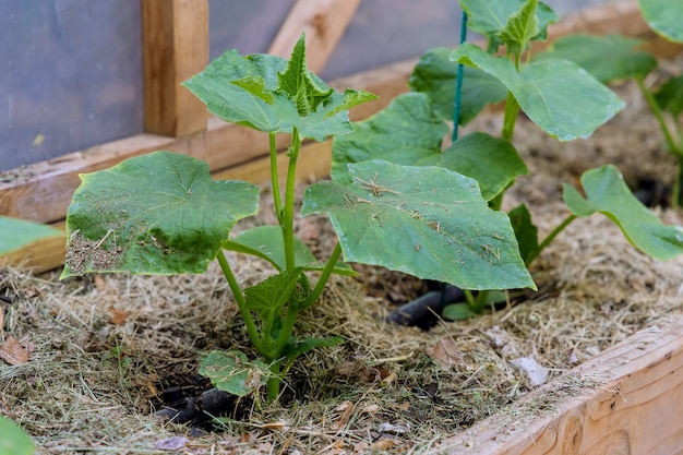Green growing plants in early spring on seedling small cucumber in greenhouse