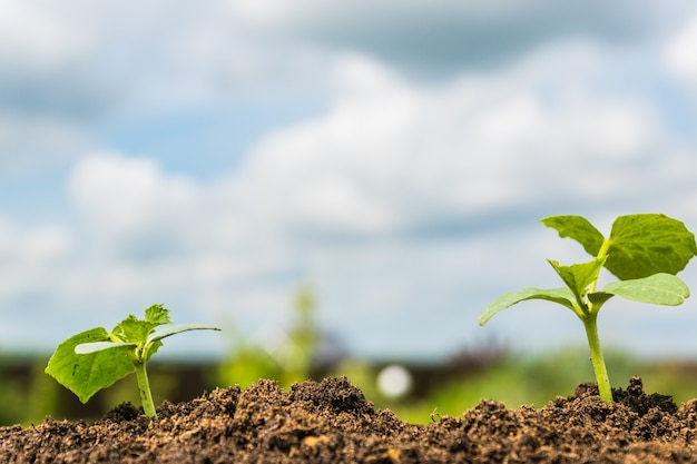 Green growing sprouts on a ground under blue sky. 