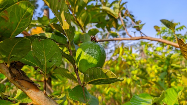 green guava fruit plants in Indonesia