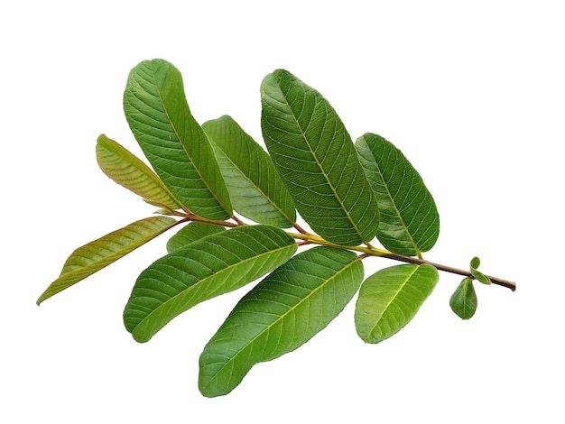 흰색 배경에 고립 된 녹색 구아바 잎