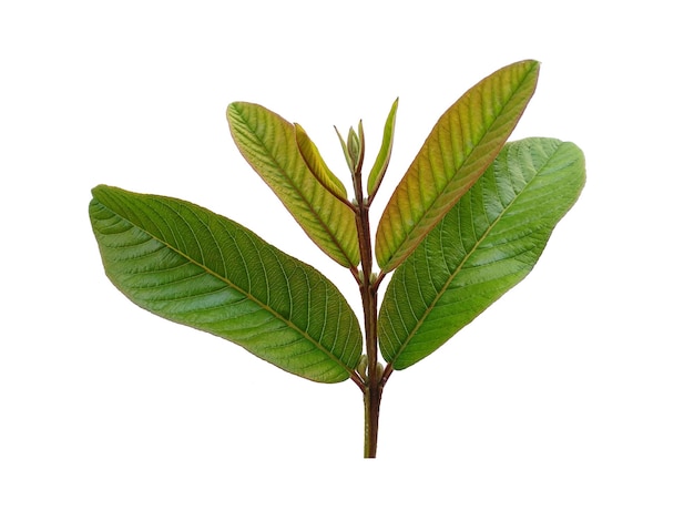 흰색 배경에 고립 된 녹색 구아바 잎
