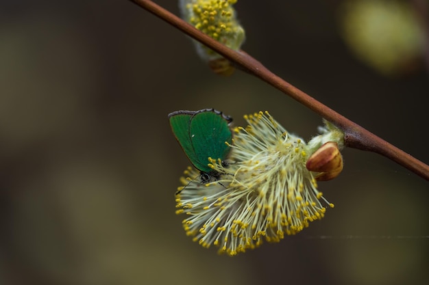 Зеленая полоса волос на Salix caprea Salix caprea, известная как козья ива