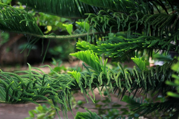 Green Hanging Fir Leaves