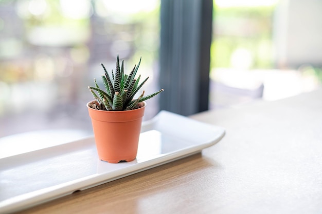 Green Haworthia limifolia cactus in small orange pots placed on the table near the window in the office air purifying tree