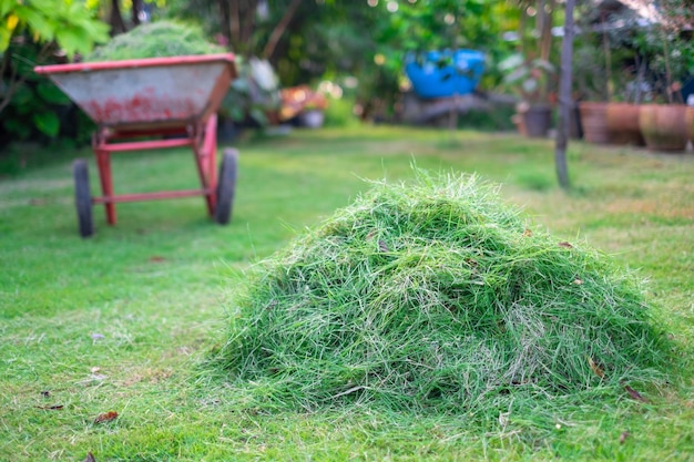 Green haystack mowed in front lawn for disposal mowing home care green lawncut the grass