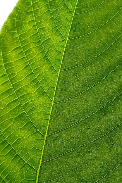 Green hazel leaf close up with yellow veins close up