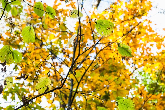 녹색 개암나무 잎을 닫고 노란색 단풍나무