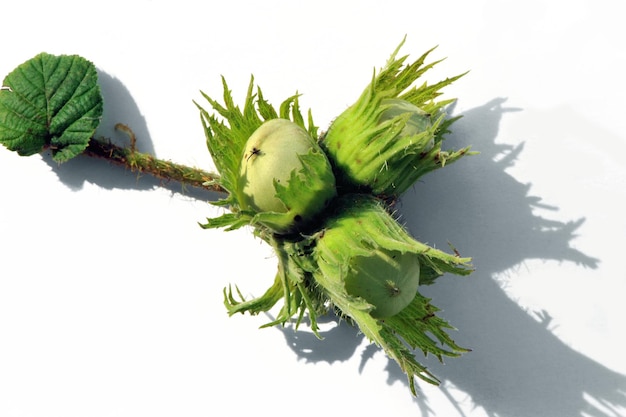 Green hazelnut corylus avellana isolated on white background