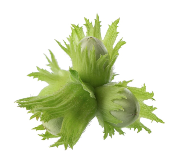 Green hazelnut nuts isolated on white background Fresh green unripe fruits of common hazel Corylus avellana