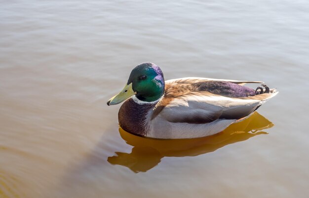 Green head duck walk in outdoor field