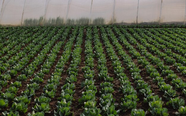 Green heads of cabbage in rows grow in the field in front of greenhouses