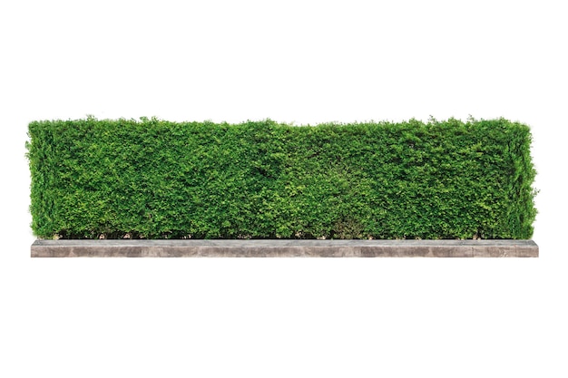 Photo green hedge or green leaves wall on isolated.