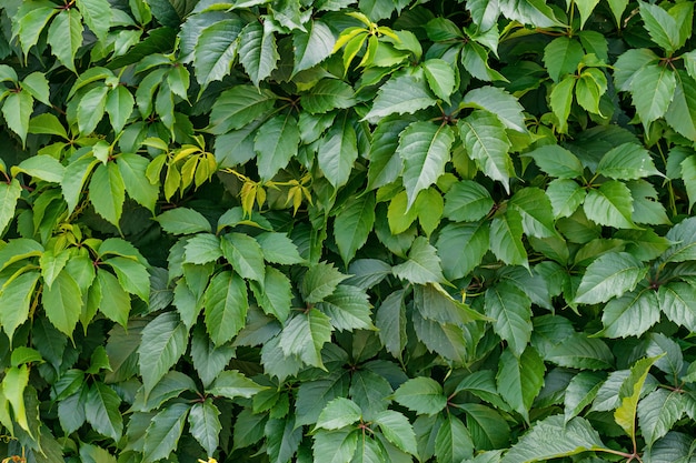 Green hedge, hedgerow. Liana on the wall, fence.