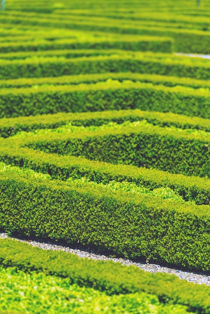 Green hedge labyrinth in french garden Vertical shot with a selective focus