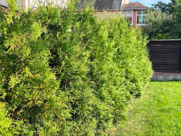 Green hedge of thuja trees. Evegreen tree