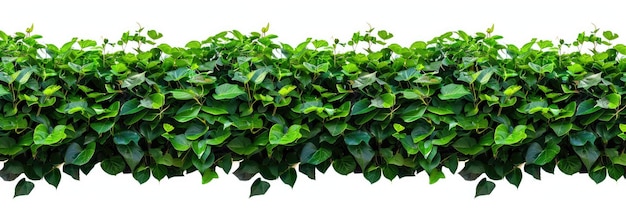 Green Hedge with Clipping Path Isolated Green Leaves Wall or Fence for Landscaping