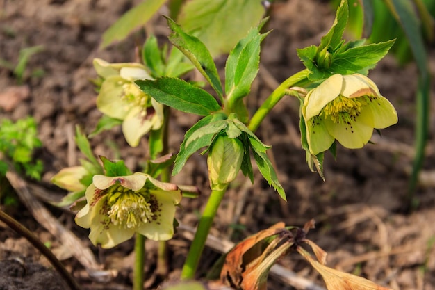 Green hellebore flower on flowerbed in garden