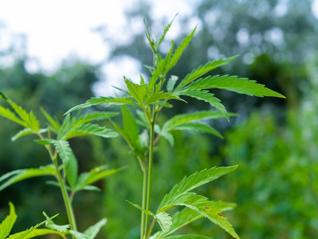 Green hemp bush in the forest. Hemp leaf close up.