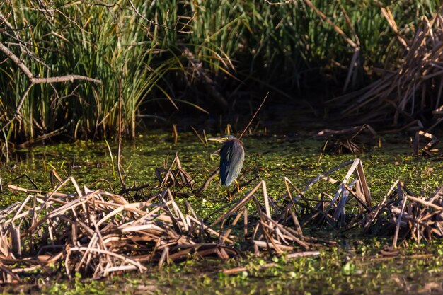 Green heron perching on swamp