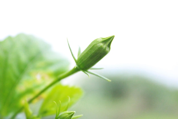 Photo green hibiscus bud with white background