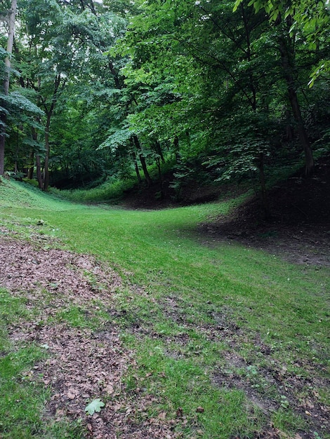 Photo green hill in the forest